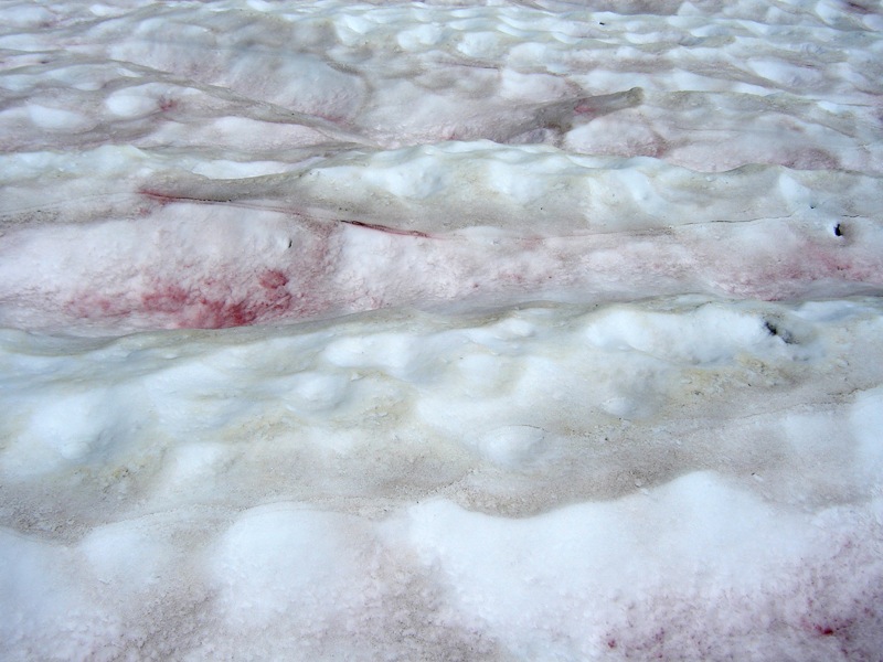 snow_algae_textures.jpg